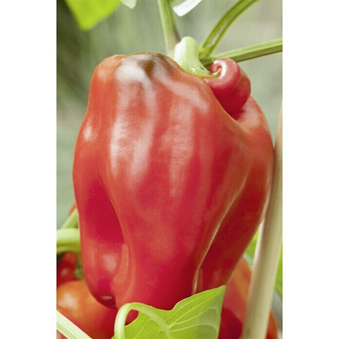 Piardino Paprika (Topfgröße: 9 cm, Farbe Frucht: Grün)