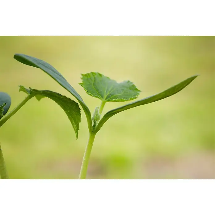 Piardino Snack-Gurke - Cucumis sativus, 9 cm, Erntezeit: Juli - Das junge Gurkenpflänzchen zeigt seine ersten Blätter, ein Zeichen für Wachstum und neue Ernte. Frische, grüne Farbe dominiert die Ansicht.