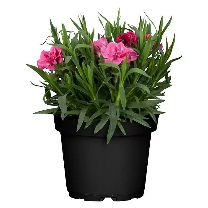 Piardino Gartennelke - Dianthus caryophyllus, Topfgröße: 12 cm, Mehrfarbig - Vorderansicht