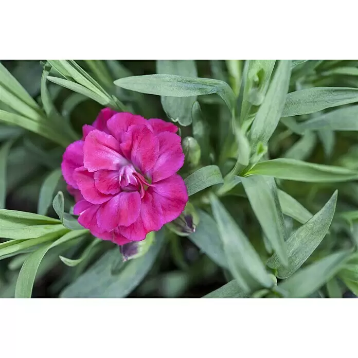 Piardino Gartennelke - Dianthus caryophyllus, Topfgröße: 12 cm, Mehrfarbig - Detailaufnahme