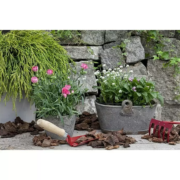 Piardino Gartennelke - Dianthus caryophyllus, Topfgröße: 12 cm, Mehrfarbig - Stimmungsaufnahme