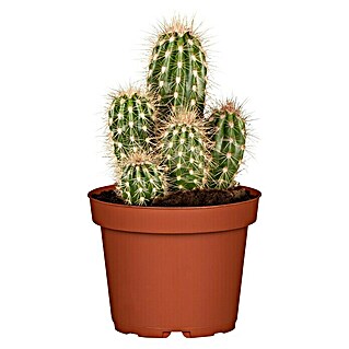 Piardino Cactus (Cactus, Tamaño de maceta: 12 cm)
