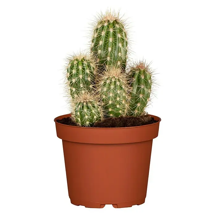 Piardino Kaktus - Cactus, Topfgre: 12 cm online kaufen bei BAUHAUS