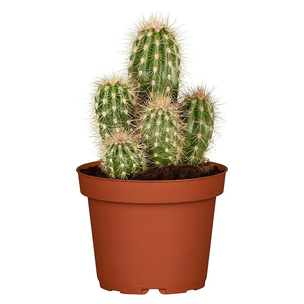 Piardino Kaktus - Cactus, Topfgre: 12 cm online kaufen bei BAUHAUS