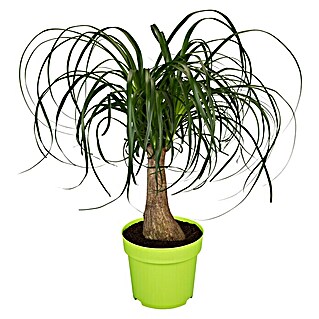 Piardino Elefantenfuß Premium (Beaucarnea recurvata, Topfgröße: 21 cm)