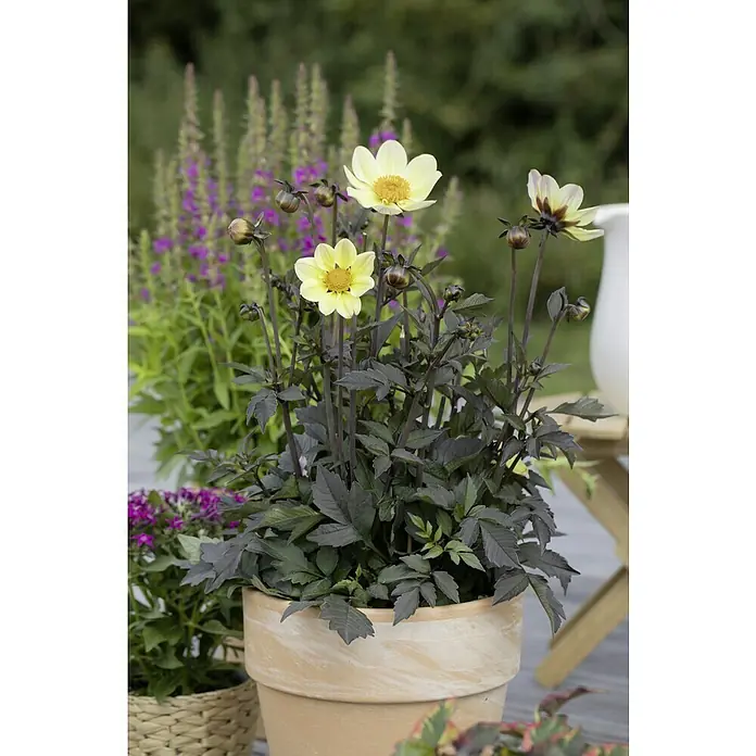 Piardino Dahlie 'Happy Days' - Dahlia 'Happy Days' - Die Dahlie 'Bishop of Oxford' im Terrakottatopf bezaubert mit ihren hellgelben Blüten und dem dunklen Laub. Ein Blickfang für jeden Garten!