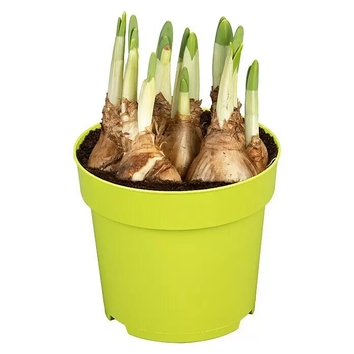 Piardino Frühlingsblumenzwiebeln Narzisse 'Jet Fire' - Narcissus cyclamineus 'Jetfire' - Vorderansicht