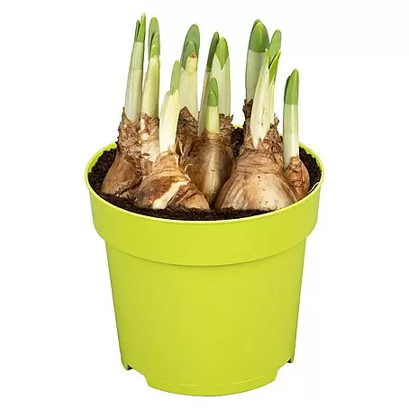 Piardino  Frühlingsblumenzwiebeln Narzisse 'Jet Fire'