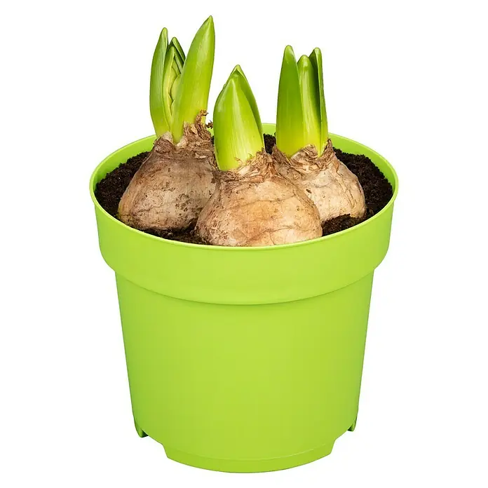 Piardino Frühlingsblumenzwiebeln Hyazinthe - Hyacinthus orientalis 'White Pearl' - Frische Amaryllis-Zwiebeln in einem grünen Topf, bereit zum Wachsen und Blühen. Bringen Sie Farbe in Ihr Zuhause mit diesen schönen Pflanzen.