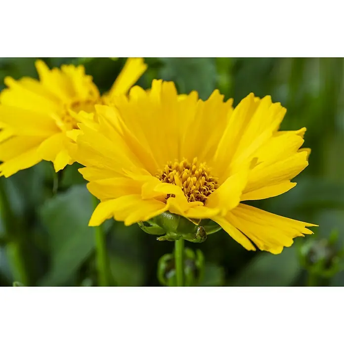 Piardino Stauden-Mix Bee Happy - Topfvolumen: 3 l, Sortenabhängig - Nahaufnahme einer strahlend gelben Coreopsis-Blume, die ihre zarten Blütenblätter und die detaillierte Mitte zeigt.