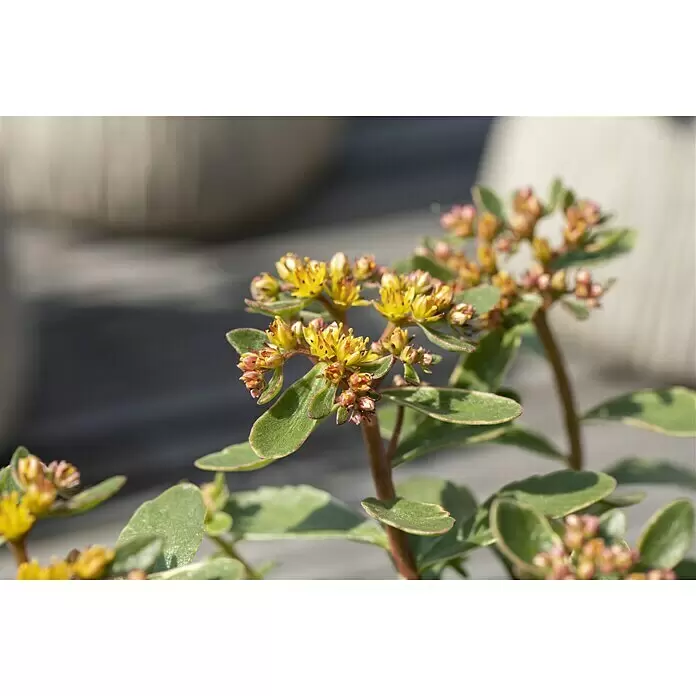 Piardino Garten-Fettblatt - Sedum kamschaticum, Topfgröße: 13 cm, Gelb, Orange - Detailaufnahme