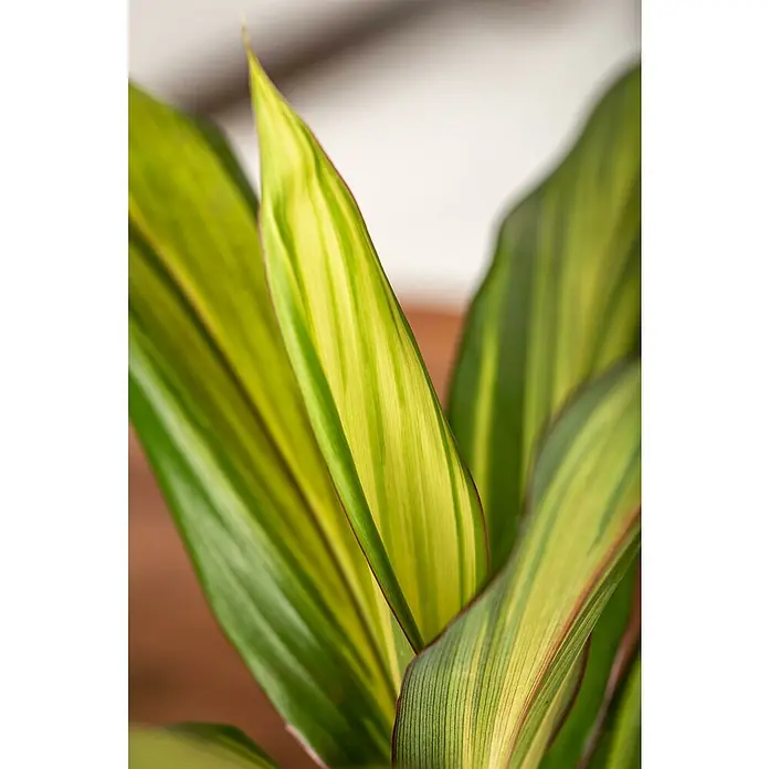Piardino Keulenlilie - Cordyline indivisa, 7,5 l - Nahaufnahme einer Cordyline fruticosa Pflanze mit leuchtend grün gestreiften Blättern.