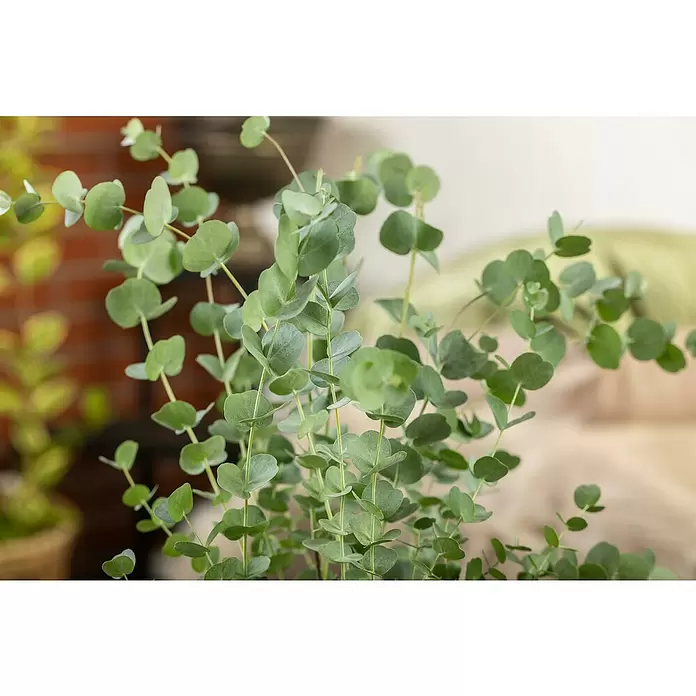 Piardino Eukalyptus Azura - Eucalyptus gunni 'Azura', Topfvolumen: 15 l - Üppige grüne Eukalyptuspflanze mit runden Blättern, wahrscheinlich als Innendekoration.