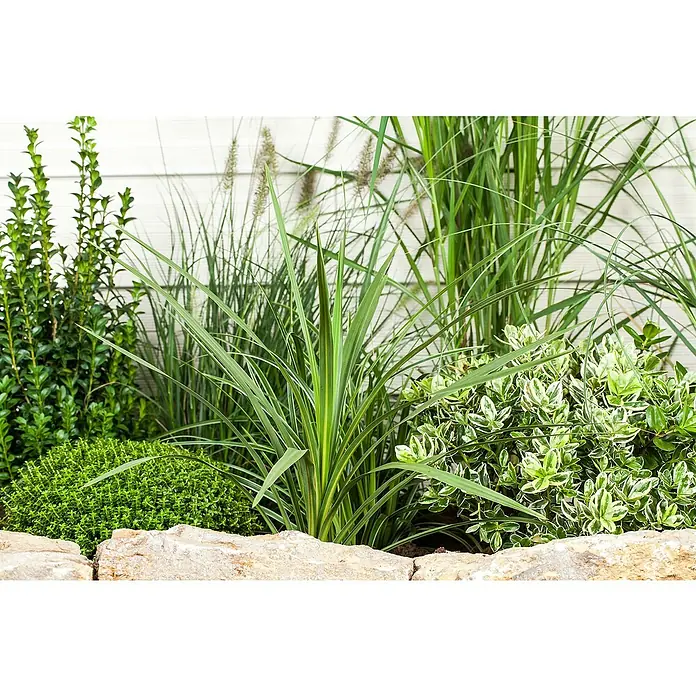 Piardino Keulenlilie - Cordyline indivisa, 7,5 l - Nahaufnahme einer grünen Pflanzenanordnung in einem Gartenbeet mit verschiedenen Texturen und Formen.
