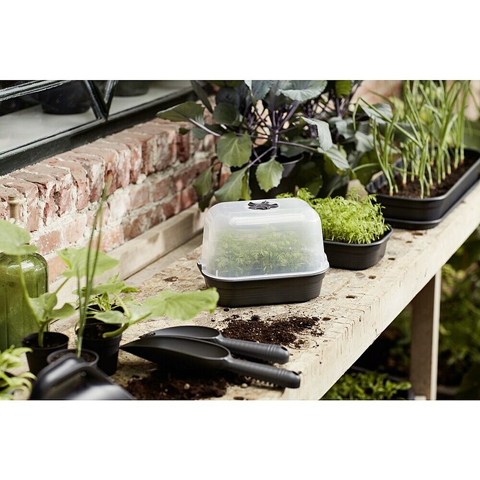 Elho Green Basics Pladenj za gojenje  (24 x 17 x 6 cm, Črne barve) | 7482 - Frühanzucht | IAGG - Gartenartikel | IAG - Außenbereichsausstattung | IA - Gartenhartware | I - Stadtgarten | BAUHAUS