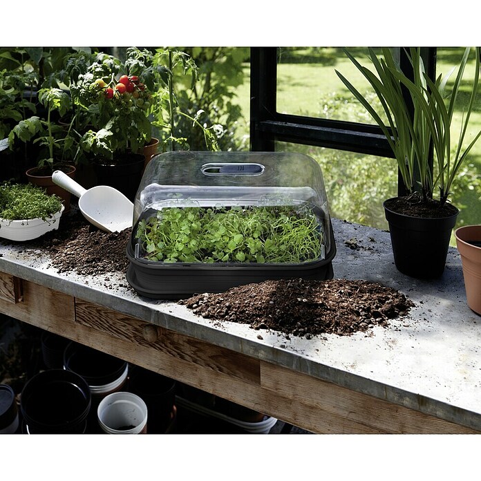 Elho Green Basics Pladenj za gojenje  (36 x 26 x 6 cm, Črne barve) | 7482 - Frühanzucht | IAGG - Gartenartikel | IAG - Außenbereichsausstattung | IA - Gartenhartware | I - Stadtgarten | BAUHAUS