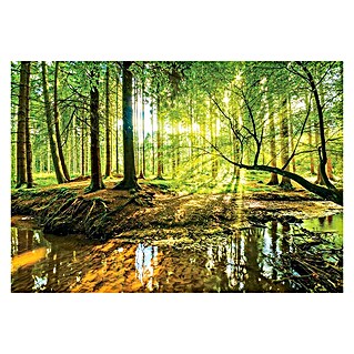 Fototapete Sonniger Wald (B x H: 312 x 219 cm, Vlies)