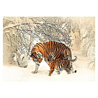 Fototapete Tiger (B x H: 254 x 184 cm, Vlies)