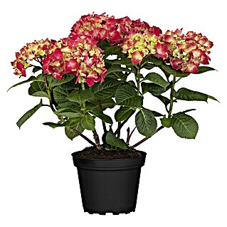 Piardino Bauernhortensie Ballhortensie 'Lady Mata Hari'® (Hydrangea macrophylla 'Royalty Collection', Topfvolumen: 6 l, Blütenfarbe: Artenabhängig)