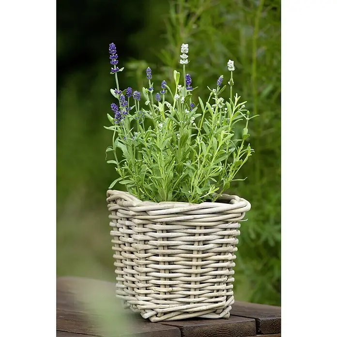 Piardino Lavanda - Lavendula angustifolium, Violeta - Primer plano de una planta de lavanda en una cesta de color claro sobre una mesa de madera, sobre un fondo verde borroso.