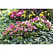 Begonia semperflorens 9  i.F. gem.