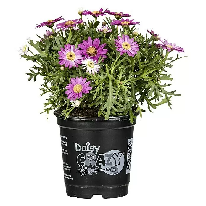 Piardino Strauchmargerite - Chrysanthemum frutescens, Sortenabhängig - Vorderansicht