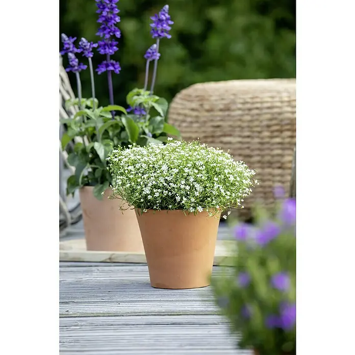 Piardino Ilusión - Gypsophila muralis, Tamaño de maceta: 13 cm, Blanco - Primer plano de una maceta de terracota con una exuberante planta de flores blancas, ideal para amantes del jardín.