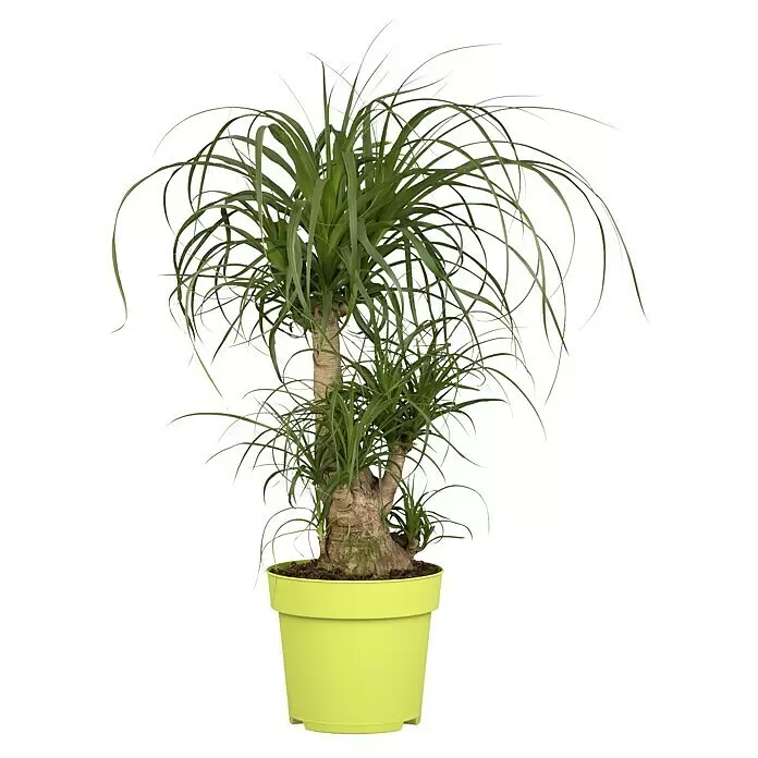 Piardino Elefantenfuß - Beaucarnea recurvata, Topfgröße: 25 cm - Vorderansicht