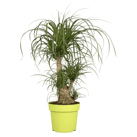 Piardino Elefantenfu - Beaucarnea recurvata, Topfgre: 25 cm online  kaufen bei BAUHAUS