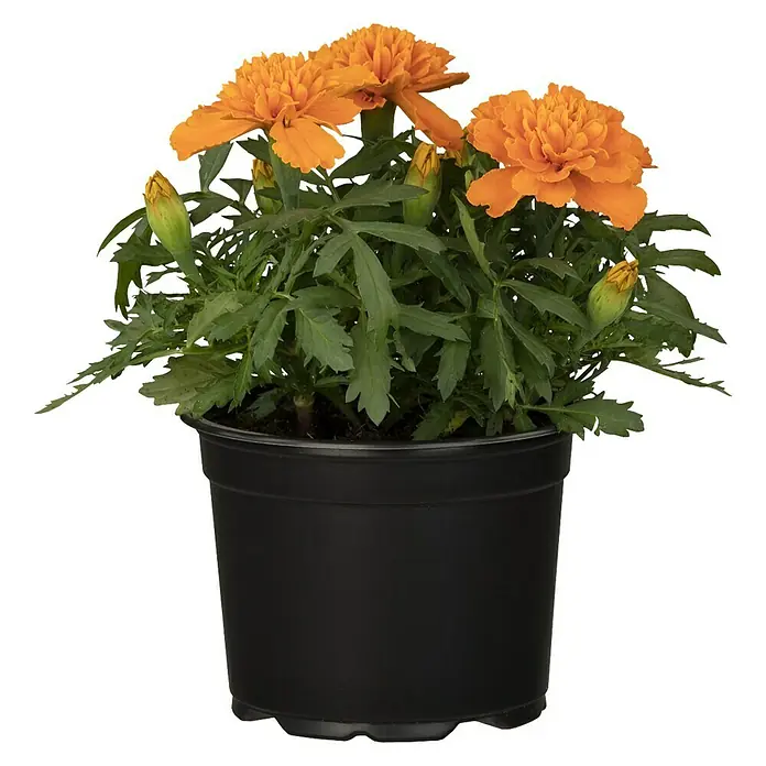 Piardino Staude Niedrige Studentenblume - Tagetes patula, Topfgröße: 13 cm, Blütenfarbe: Sortenabhängig - Topf-Tagetes mit leuchtend orangefarbenen Blüten und grünen Blättern, perfekt für Beet und Balkon.