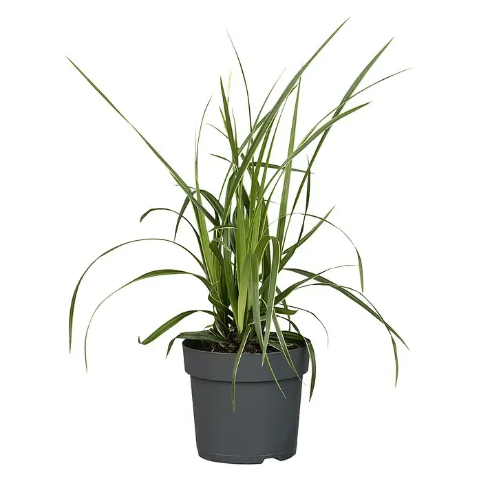 Piardino Ziergräser verschiedene Sorten - Verschiedene Arten, Topfgröße: 14 cm - Zimmerpflanze in einem grauen Topf. Schöne Grünpflanze im Topf für die Dekoration von Innenräumen.