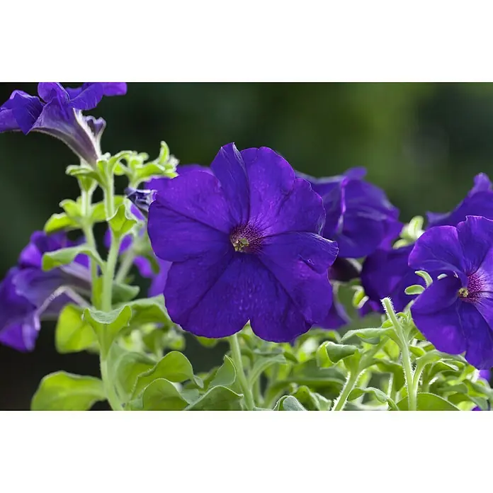 Piardino Petunie - Petunia - Nahaufnahme von üppigen, lila Petunien mit grünen Blättern. Die Blüten strahlen Vitalität und Schönheit aus.
