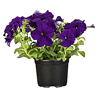 Piardino Petunie (Petunia)