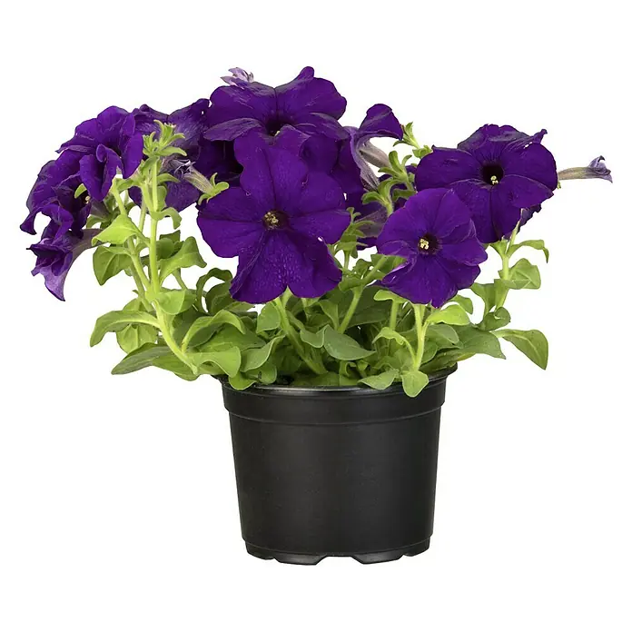 Piardino Petunie - Petunia - Ein Topf mit leuchtend violetten Petunien, die in voller Blüte stehen und eine lebendige Farbe aufweisen.