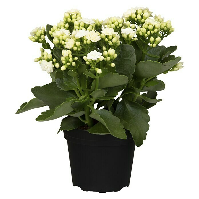 Piardino Flammendes Käthchen Calandiva (Kalanchoe blossfeldiana 'Calandiva'®, Topfgröße: 13 cm, Weiß) | BAUHAUS