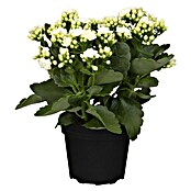 Piardino Flammendes Käthchen Calandiva (Kalanchoe blossfeldiana 'Calandiva'®, Topfgröße: 13 cm, Weiß) | BAUHAUS