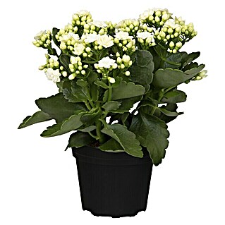 Piardino Flammendes Käthchen Calandiva (Kalanchoe blossfeldiana 'Calandiva'®, Topfgröße: 13 cm, Weiß)