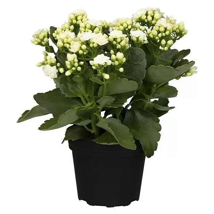 Piardino Flammendes Käthchen Calandiva - Kalanchoe blossfeldiana 'Calandiva'®, Topfgröße: 13 cm, Weiß - Vorderansicht