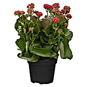 Kalanchoe blossfeldiana 13 rot