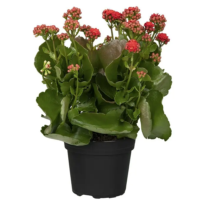 Piardino Flammendes Käthchen Calandiva - Kalanchoe blossfeldiana 'Calandiva'®, Topfgröße: 13 cm, Rot - Rote Kalanchoe in einem schwarzen Topf. Die Kalanchoe ist eine beliebte Zimmerpflanze und ist bekannt für ihre lange Blütezeit.