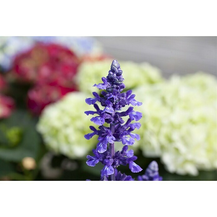 Piardino Salvia farinacea (Salvia farinacea, Tamaño de maceta: 12 cm, Violeta) | BAUHAUS