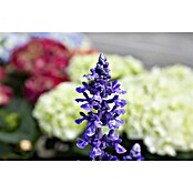 Piardino Salvia farinacea (Salvia farinacea, Tamaño de maceta: 12 cm, Violeta) | BAUHAUS