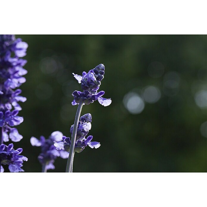 Piardino Salvia farinacea (Salvia farinacea, Tamaño de maceta: 12 cm, Violeta) | BAUHAUS