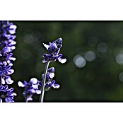 Piardino Salvia farinacea (Salvia farinacea, Tamaño de maceta: 12 cm, Violeta) | BAUHAUS