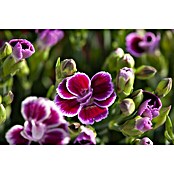 Dianthus caryophyllus 9 Pink Kisses 6 er