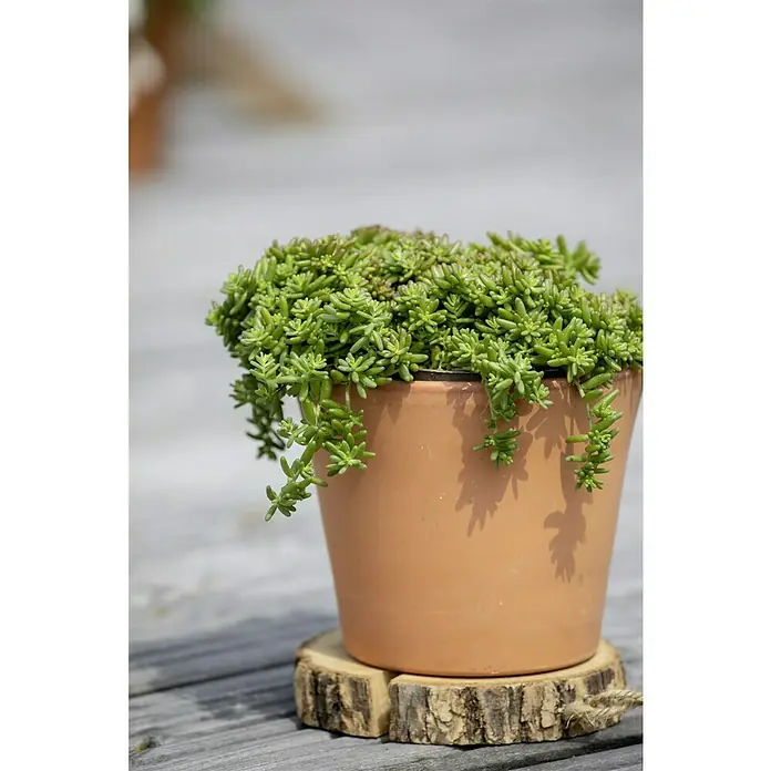 Piardino Mauerpfeffer - Sedum 'Coral Carpet', Topfgröße: 13 cm - Nahaufnahme einer Sedum-Pflanze in einem Terrakottatopf auf einem Holzuntersetzer, die die natürliche Schönheit der Sukkulenten zeigt.