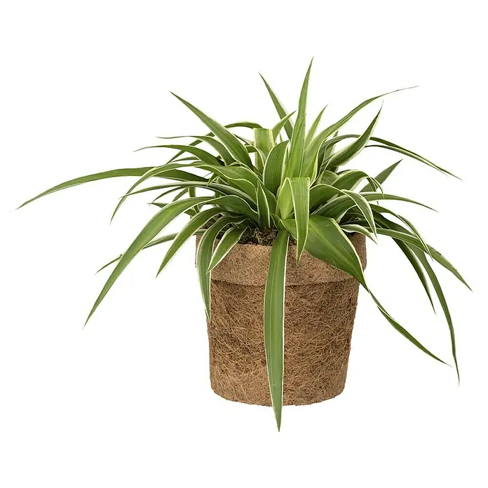 Piardino Zimmerpflanzen-Mix Mix - Verschiedene Sorten, Topfgröße: 13 cm, 1 x Pflanze - Attraktive Grünlilie in einem rustikalen Topf, perfekt für die Dekoration von Innenräumen und zur Verbesserung der Luftqualität.