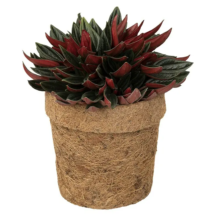 Piardino Zimmerpflanzen-Mix Mix - Verschiedene Sorten, Topfgröße: 13 cm, 1 x Pflanze - Ein Zimmerpflanze in einem rustikalen Topf, die mit ihren rot-grünen Blättern einen Farbakzent setzt. Ideal für jeden Raum, pflegeleicht und dekorativ.