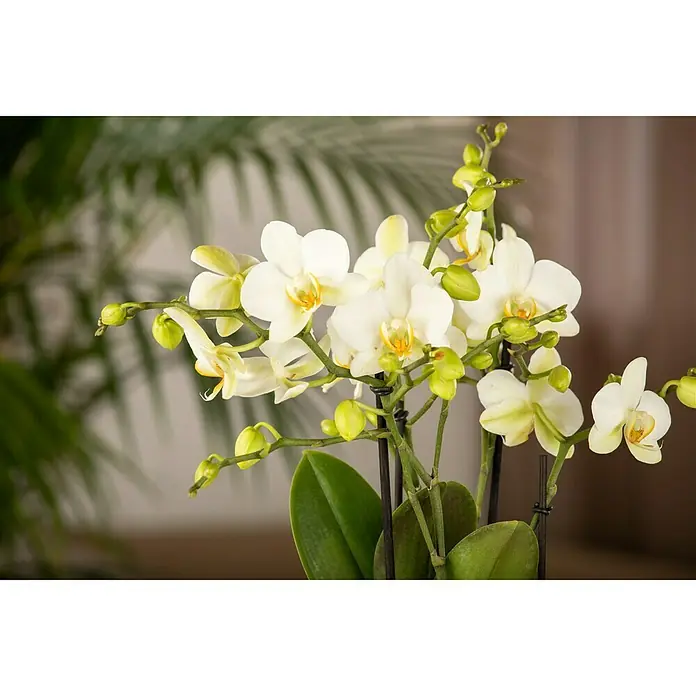 Piardino Schmetterlingsorchidee - Phalaenopsis Hybride, Topfgröße: 13 cm, Sortenabhängig, Aufrecht - Nahaufnahme einer eleganten weißen Orchidee mit gelben Akzenten, die ihre filigrane Schönheit und zarte Blütenblätter hervorhebt.