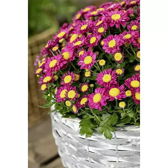 Piardino Herbst-Chrysantheme - Dendranthema Hybride 'Jellyfish', Topfgröße: 14 cm, verschiedene Farben - Stimmungsaufnahme
